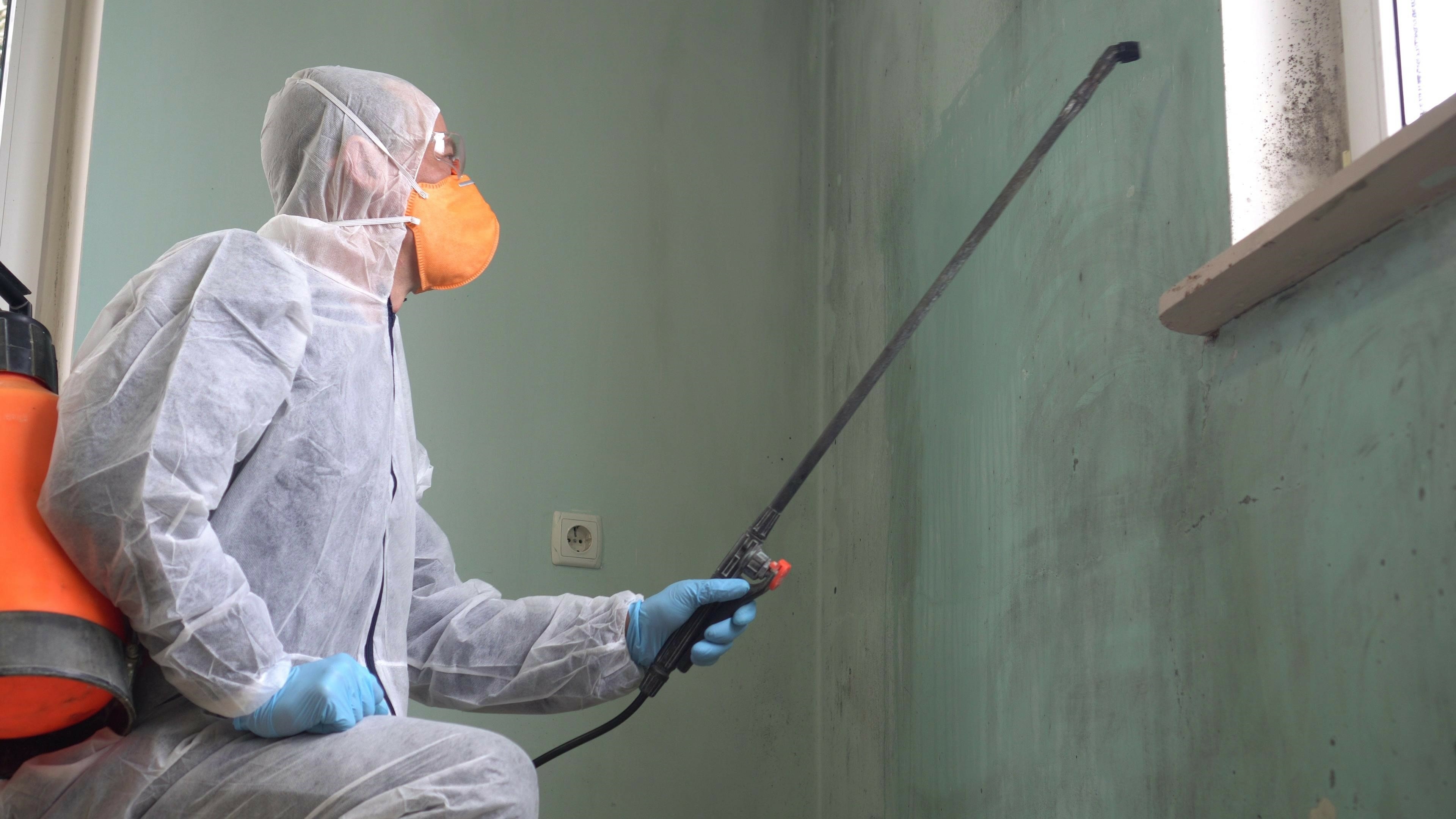 killing mold on a wall with chemicals