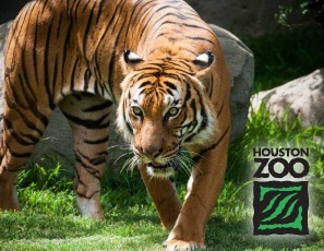 Bengal Tiger in Houston Zoo