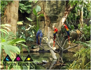 Parrots in Jungle at Moody Gardens 