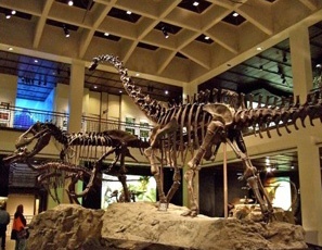 Dinosaur Bones in Museum